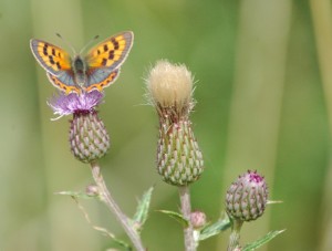small copper butterfly  